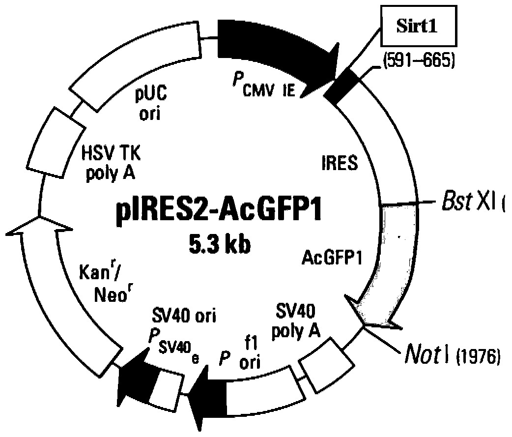 A carrier for promoting self-renewal and proliferation of dairy goat spermatogonial stem cells and its application