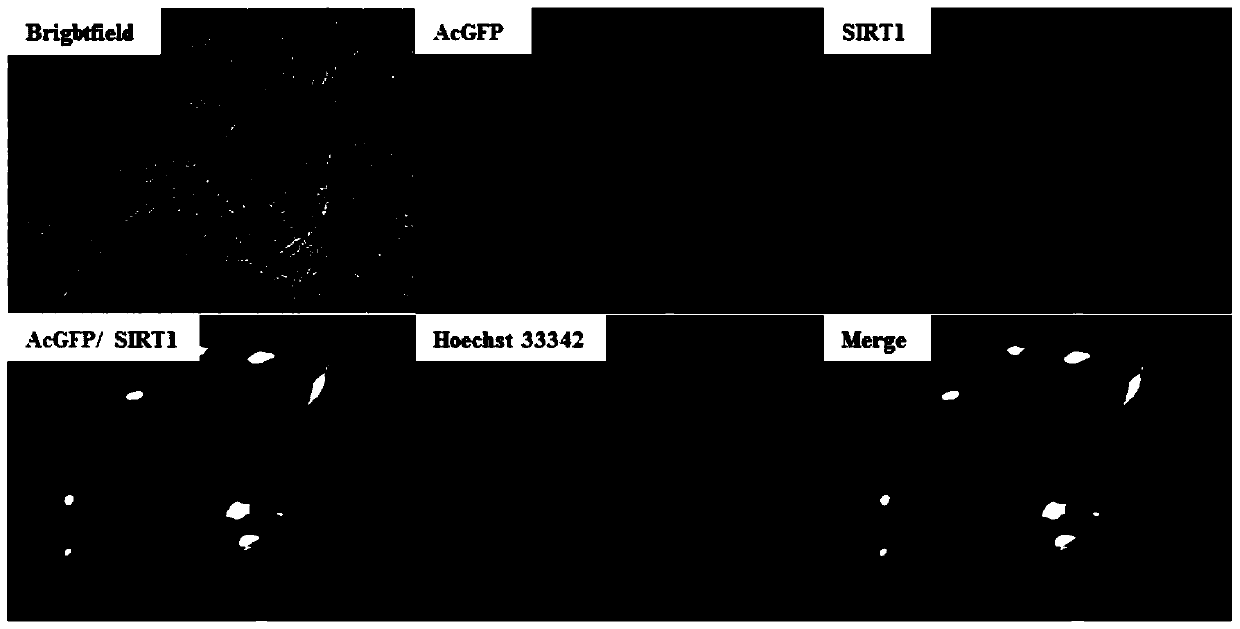 A carrier for promoting self-renewal and proliferation of dairy goat spermatogonial stem cells and its application