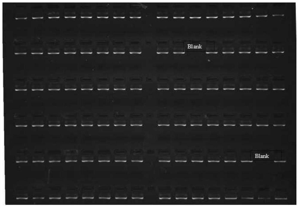 HLA-DPA1 gene typing kit