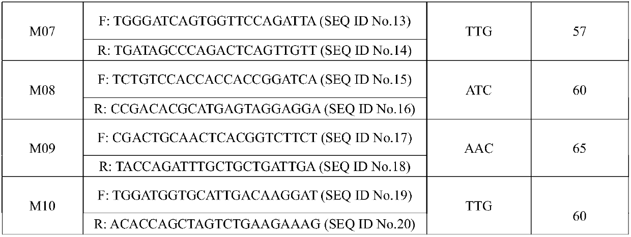 Avena L. DNA (deoxyribonucleic acid) molecular fingerprint spectrum construction method and application
