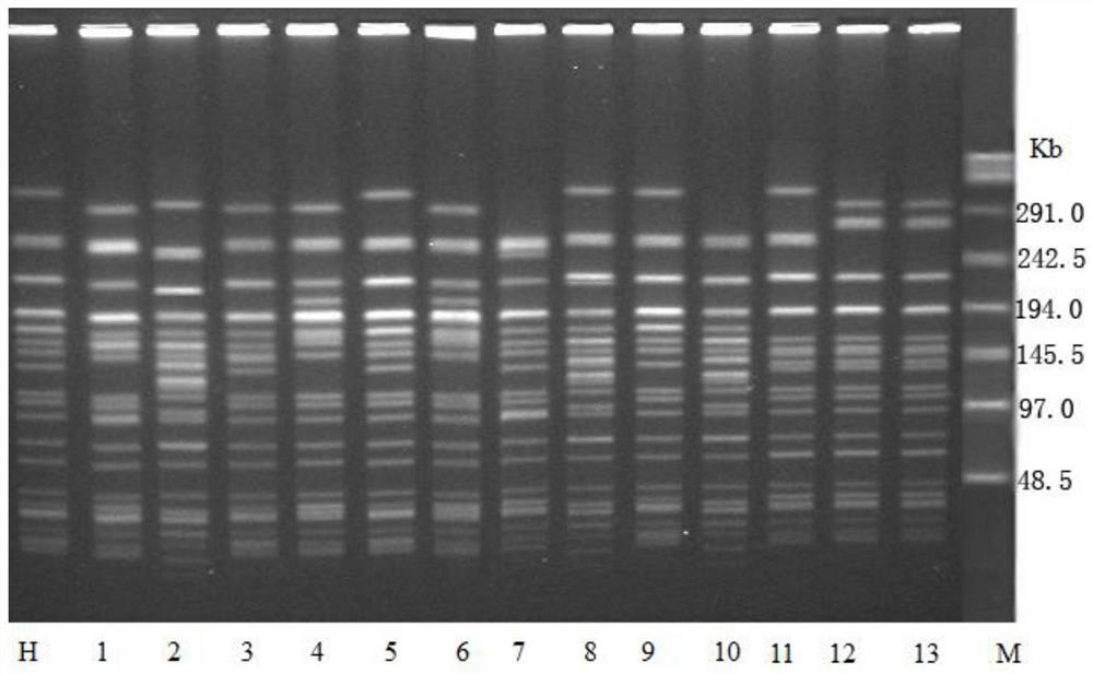 DNA extraction method in pulse field gel electrophoresis (PFGE) method parting of mycobacterium tuberculosis (M. tb)