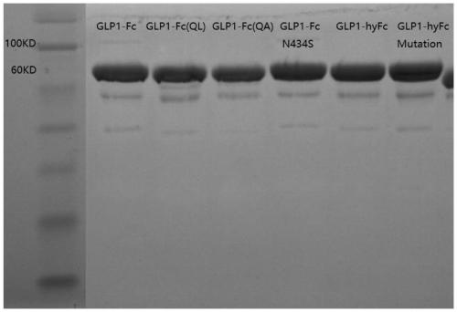 GLP-1 analogue-Fc fusion protein and preparation method and application thereof