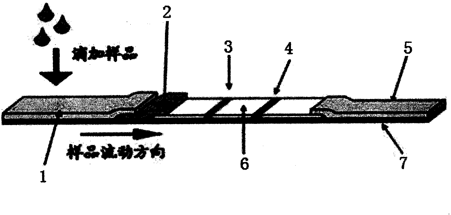 Colloidal gold reagent strip and method for rapidly detecting Boule protein