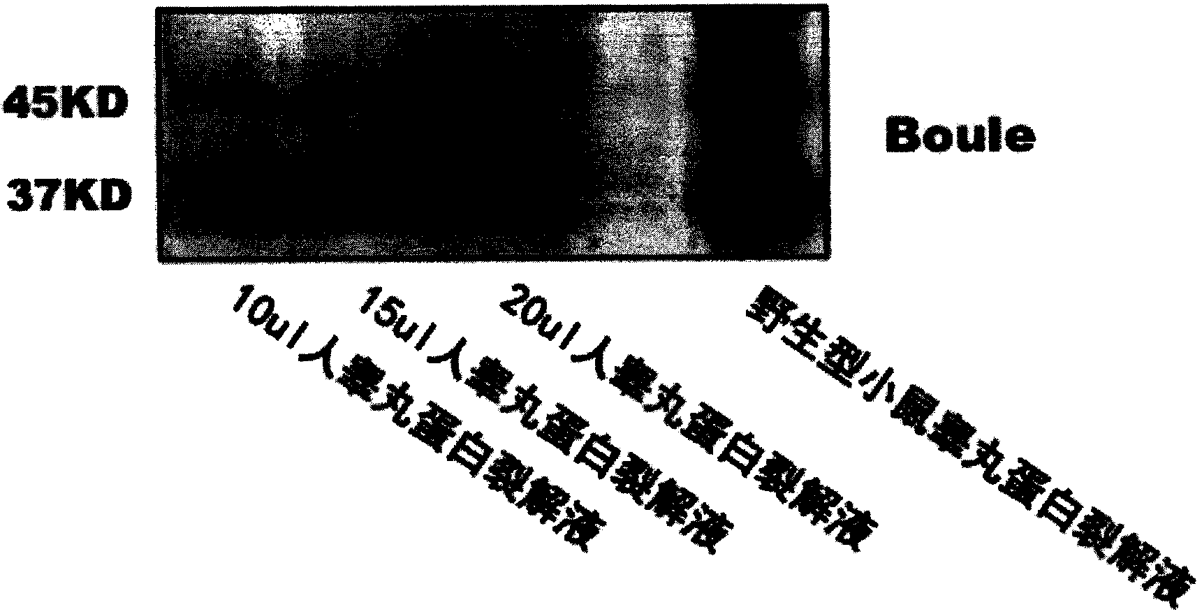 Colloidal gold reagent strip and method for rapidly detecting Boule protein