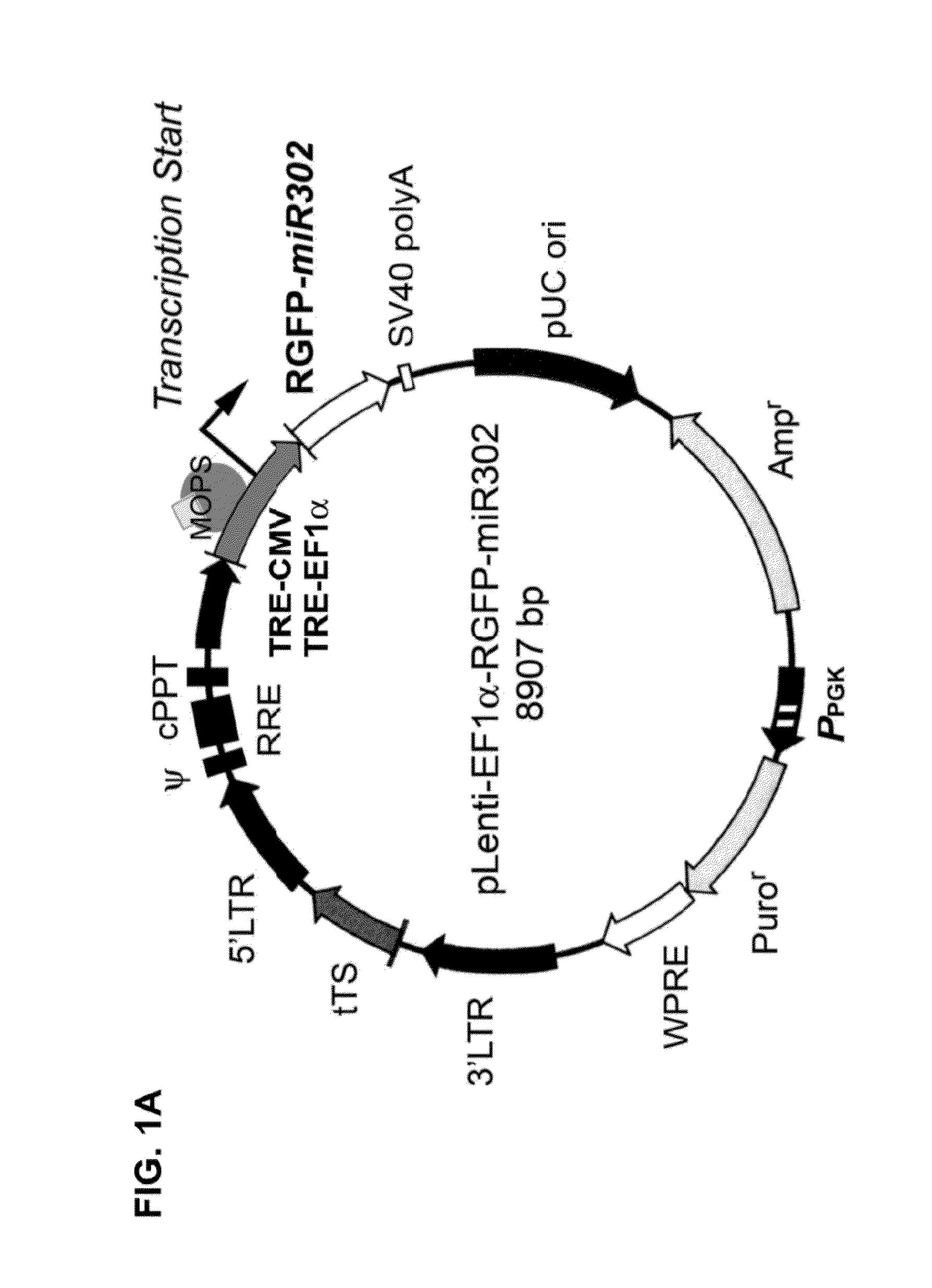 Composition for producing microrna precursors as drugs for enhancing wound healing and production method of the microrna precursors