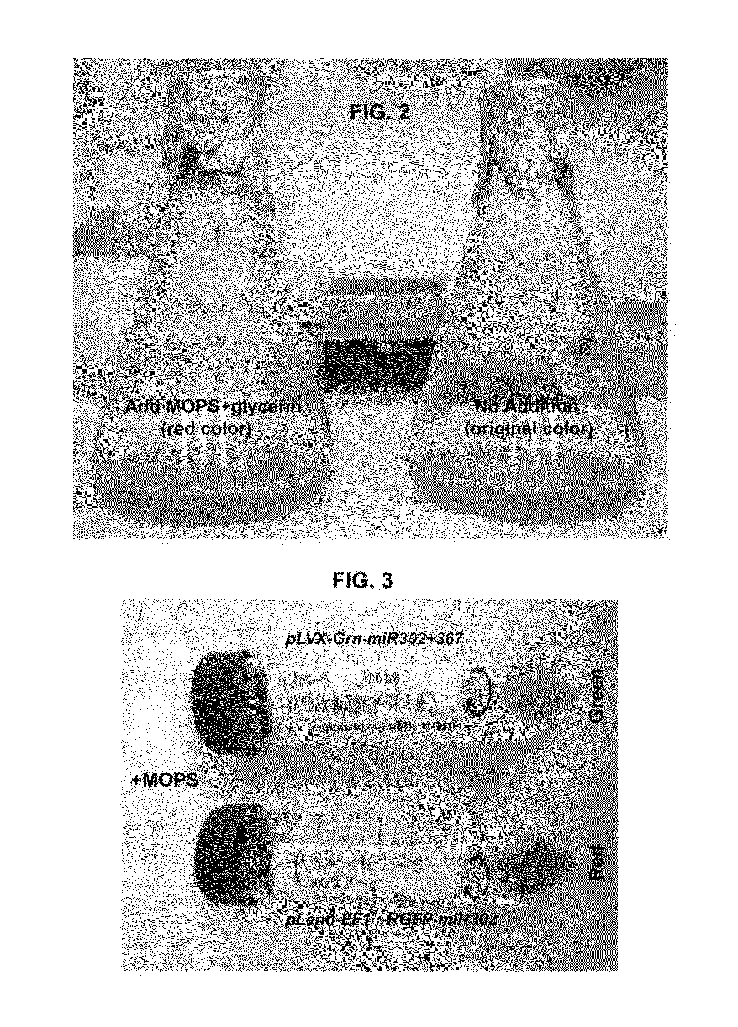 Composition for producing microrna precursors as drugs for enhancing wound healing and production method of the microrna precursors