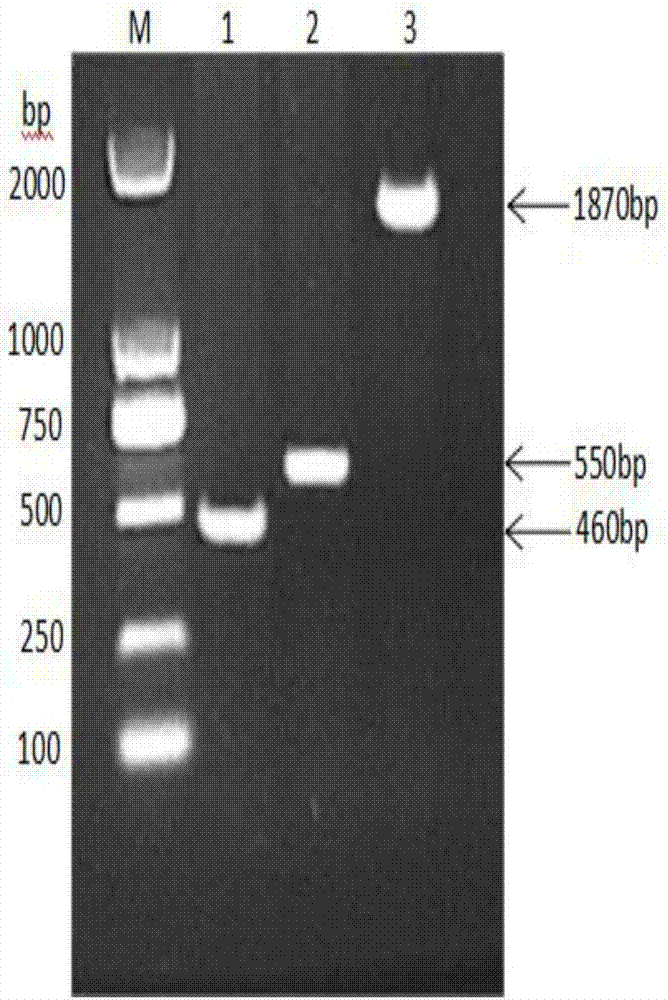 Fused protein composed of chicken albumin, chicken interferon gamma and chicken interleukin 2 and preparation method of fused protein