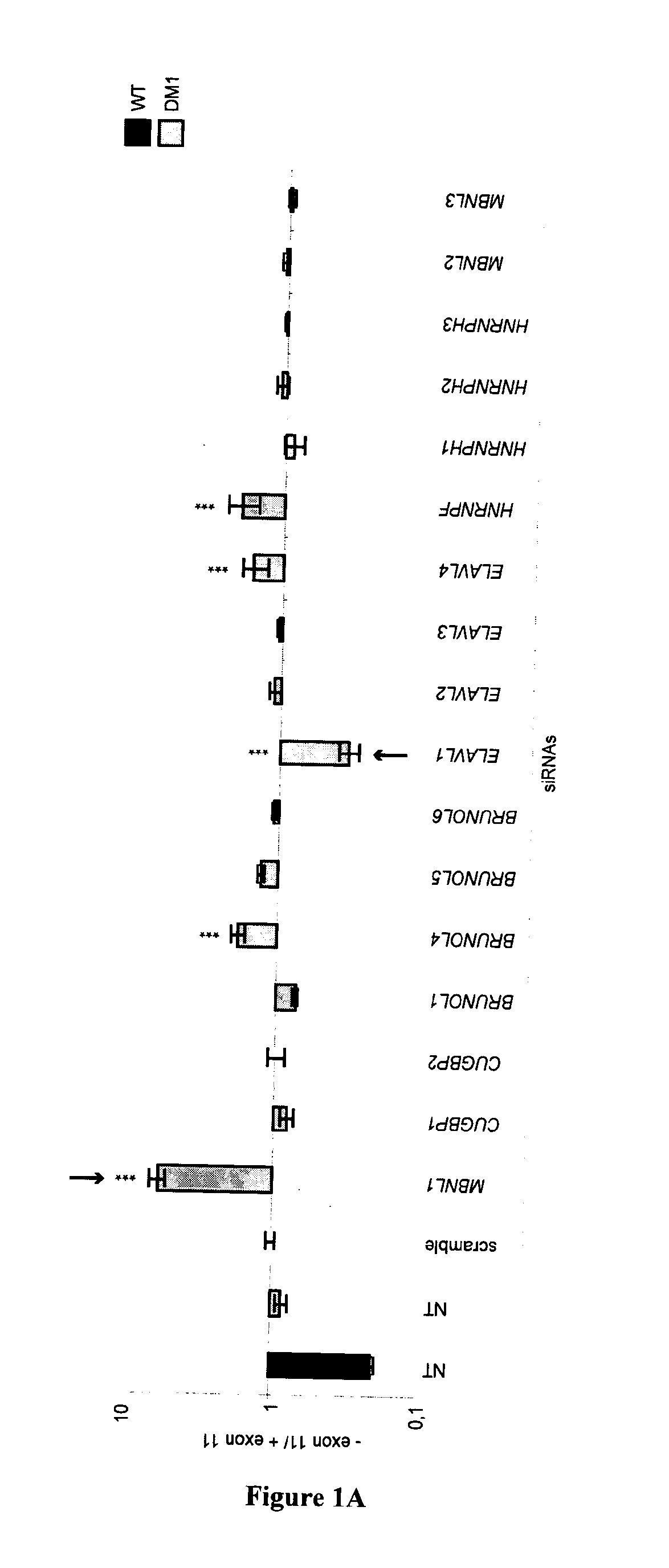 Methods and compositions comprising ampk activator (metformin/troglitazone) for the treatment of myotonic dystrophy type 1 (DM1)