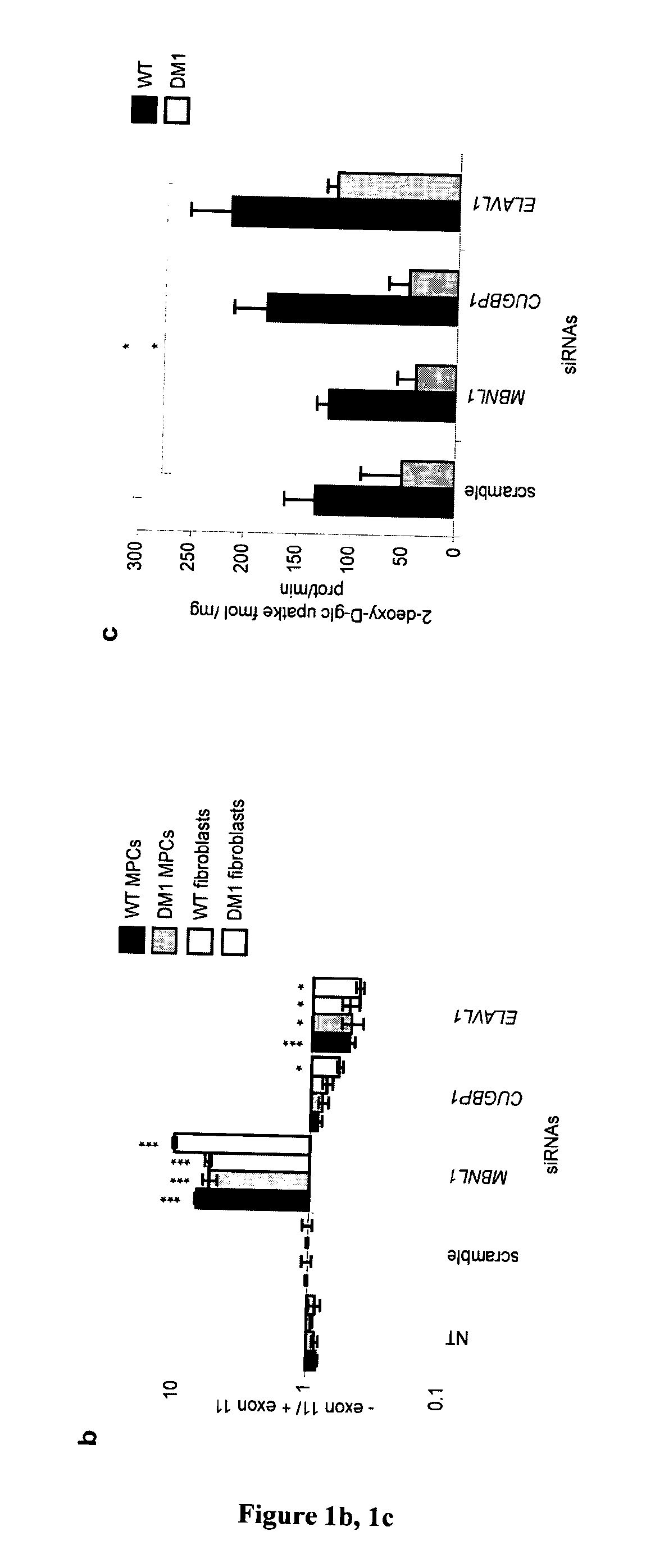 Methods and compositions comprising ampk activator (metformin/troglitazone) for the treatment of myotonic dystrophy type 1 (DM1)
