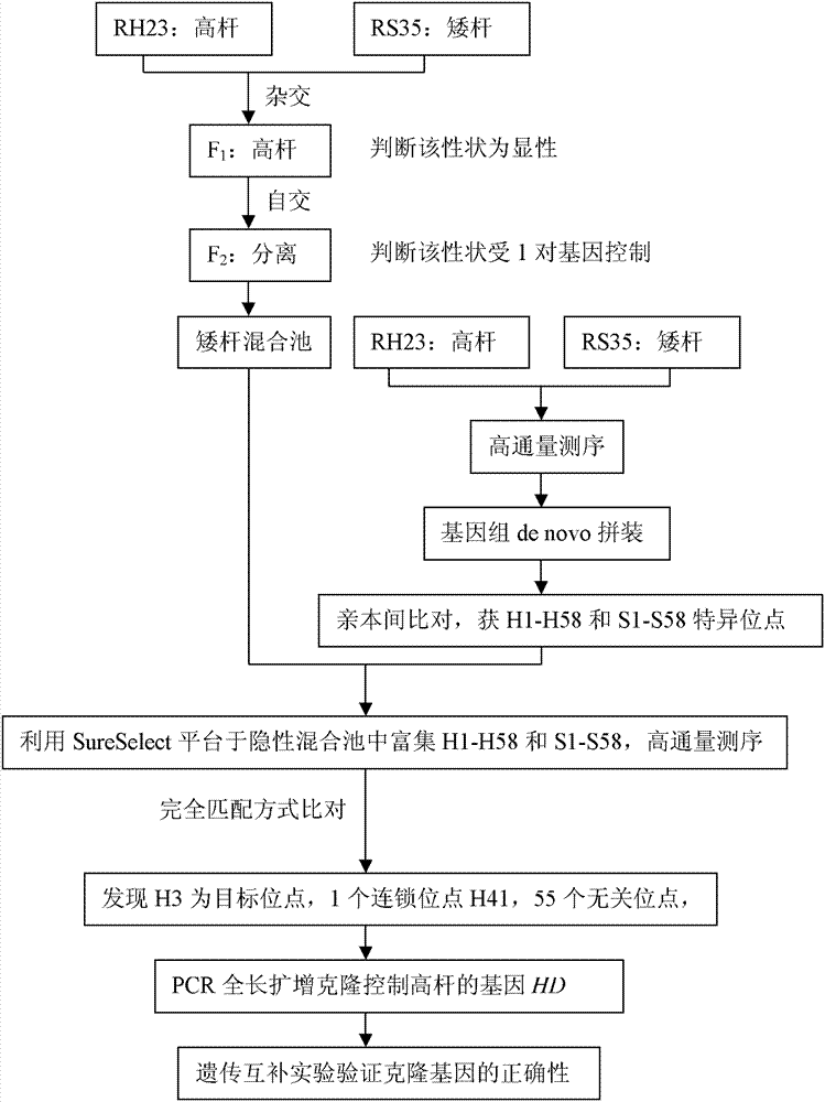 Method for sequencing clone genes with parent specific loci