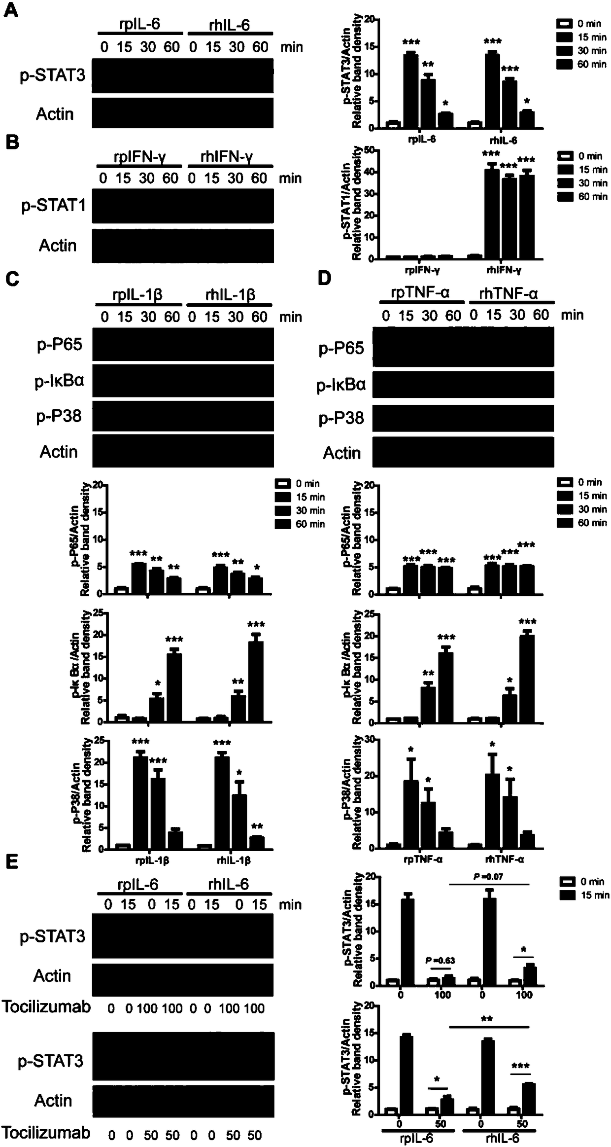 Application of recombinant porcine-source IL-6 to medicine preparing