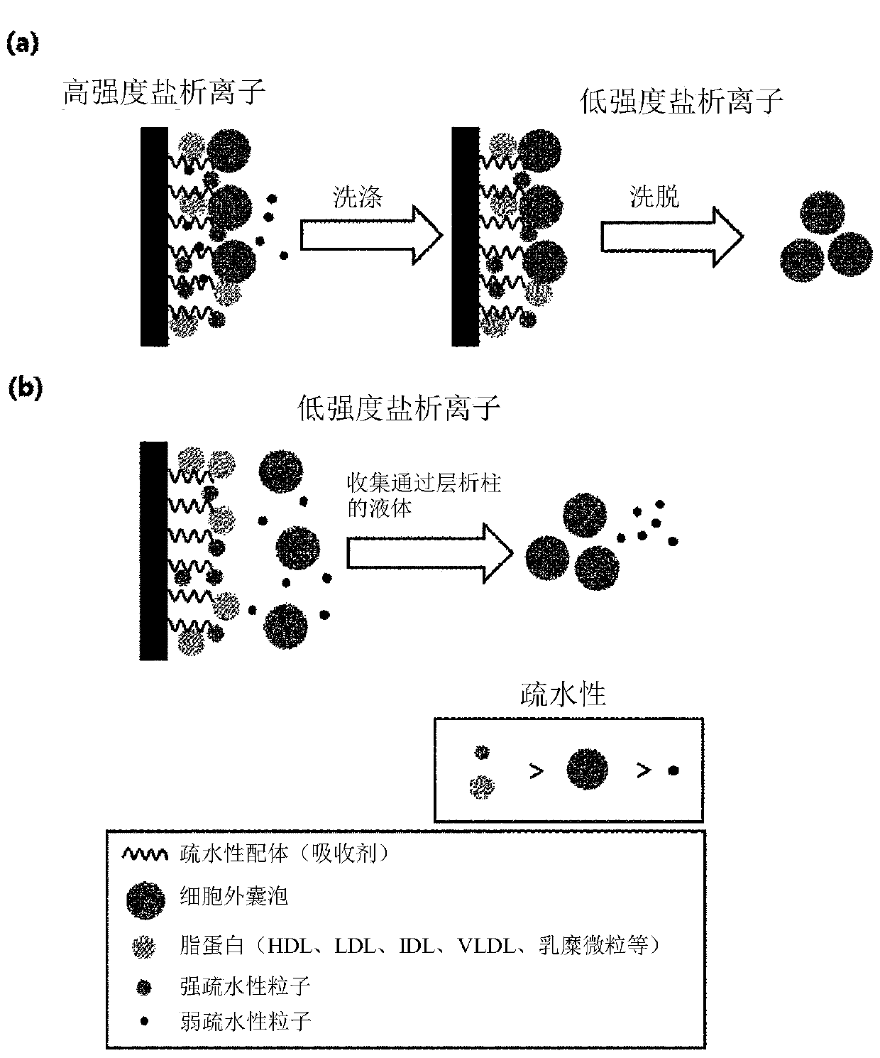 Method for isolating extracellular vesicle using hydrophobic interaction