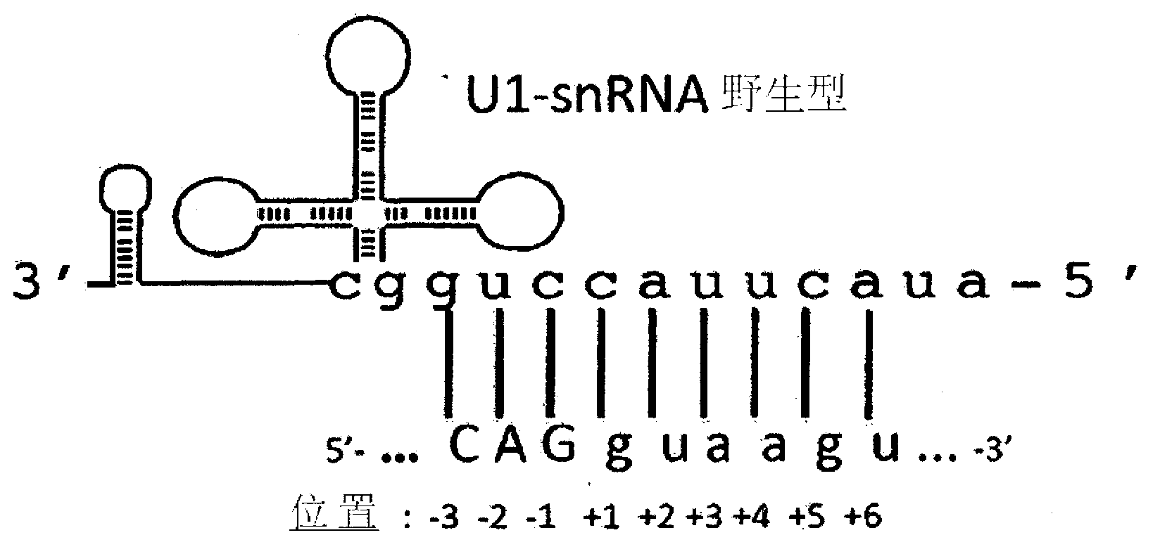 A modified human U1snRNA molecule, a gene encoding for the modified human U1snRNA molecule, an expression vector including the gene, and the use thereof in gene therapy