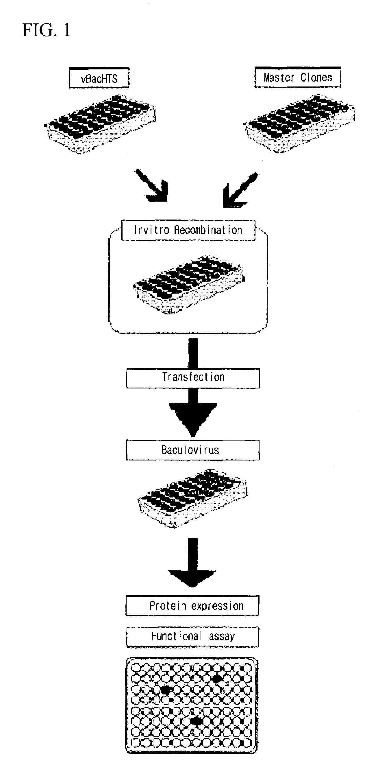 High throughput system for producing recombinant viruses using site-specific recombination