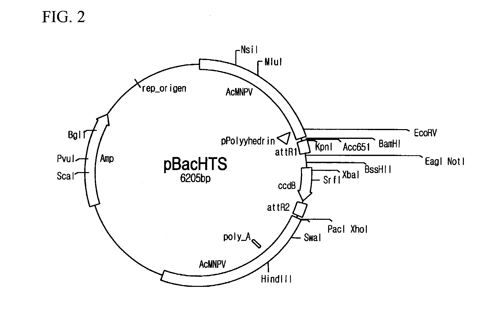 High throughput system for producing recombinant viruses using site-specific recombination