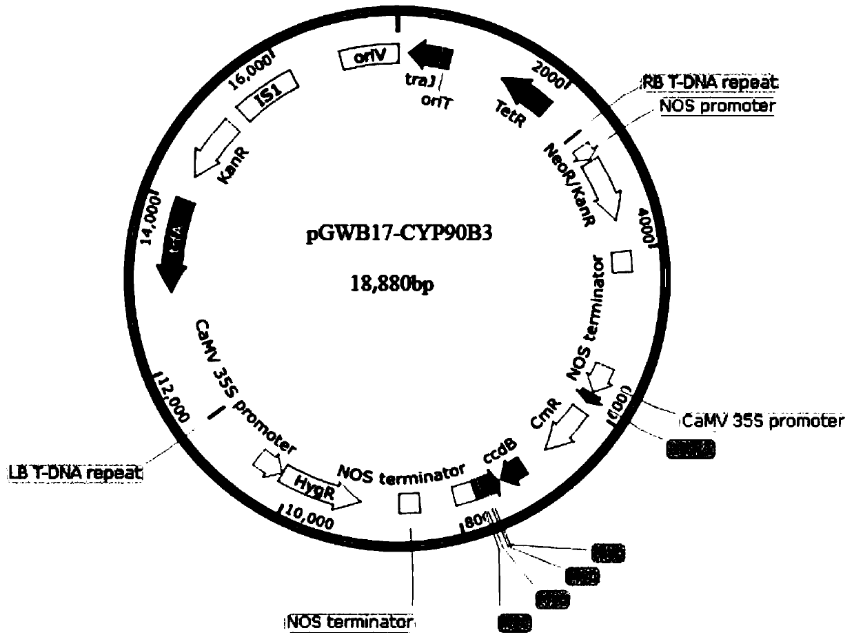 Tomato S1CYP90B3 gene and application thereof