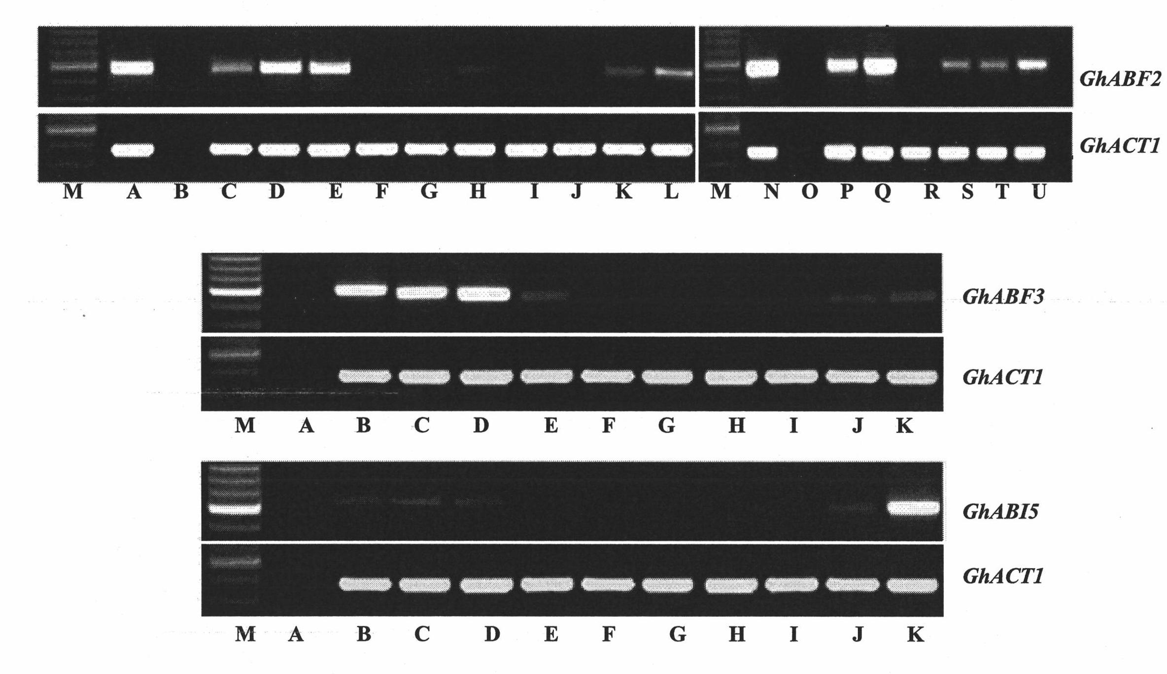 Three cotton ABF/AREB/ABI5/DPBF type transcription factors and coding genes and application thereof