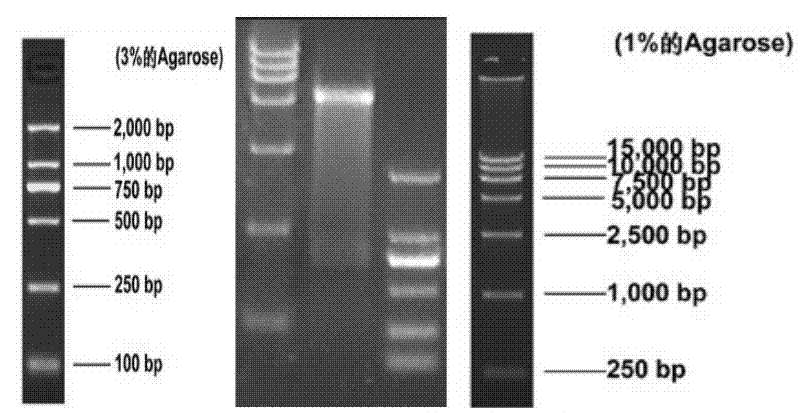 Hexavalent chromium reductive gene in bacillus thuringiensis YB-03, expression product and application of hexavalent chromium reduction gene