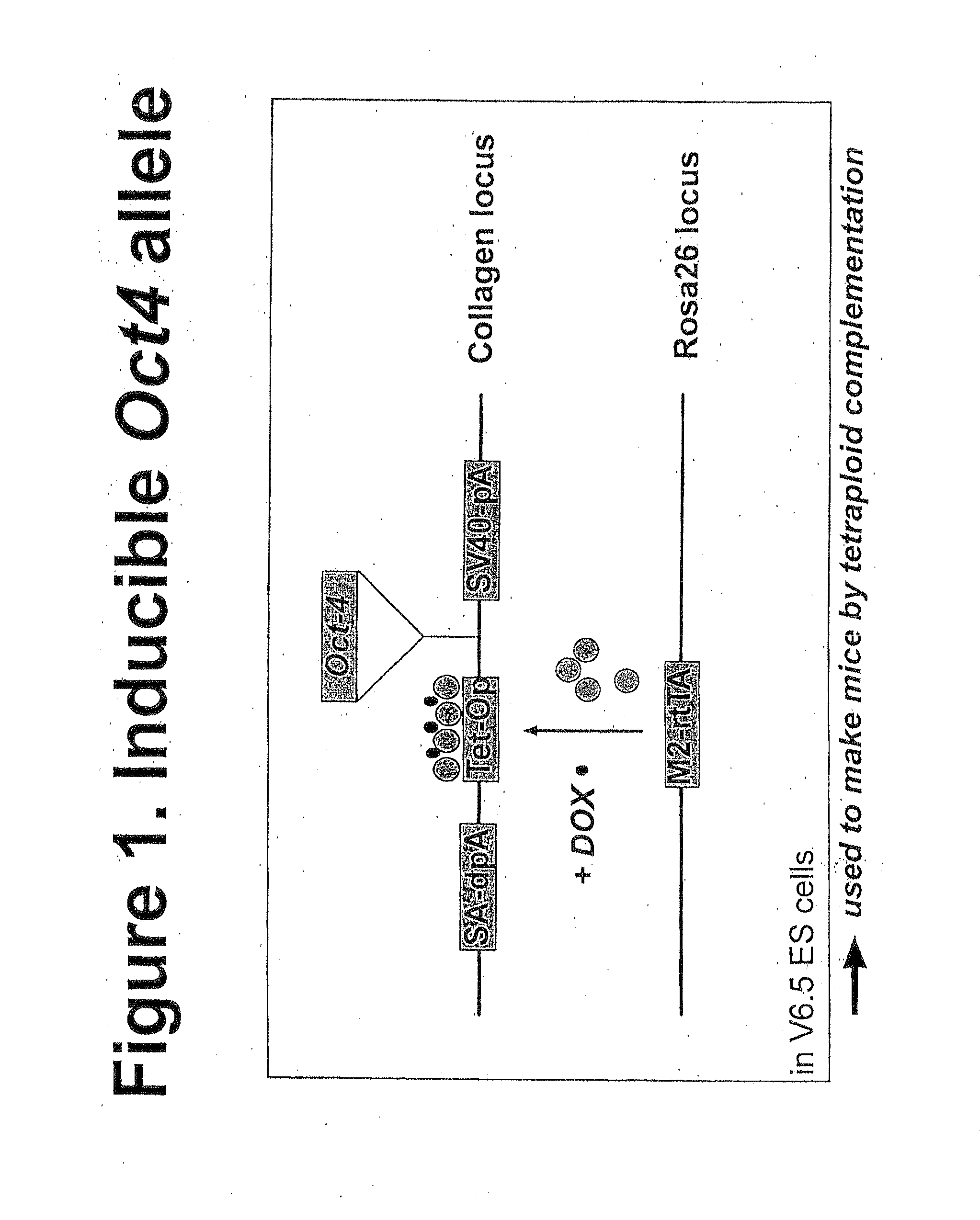 Methods for reprogramming somatic cells