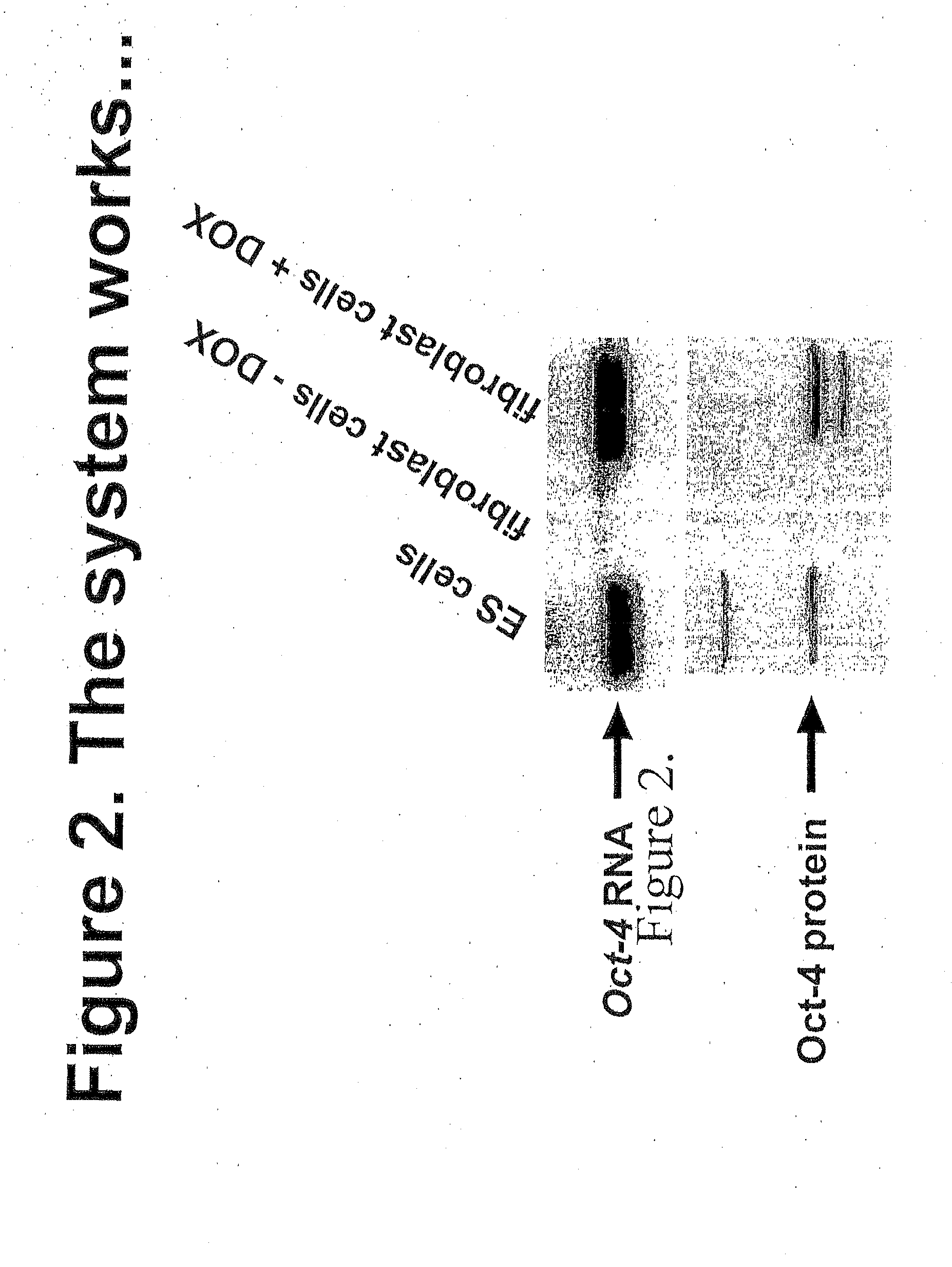 Methods for reprogramming somatic cells