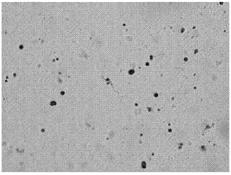 Arthrobotrys oligospora strain N and application thereof