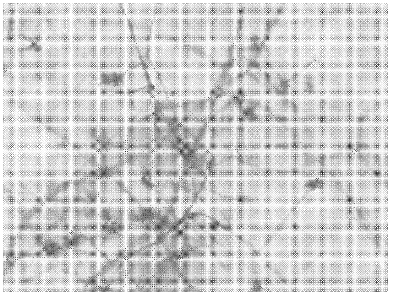 Arthrobotrys oligospora strain N and application thereof