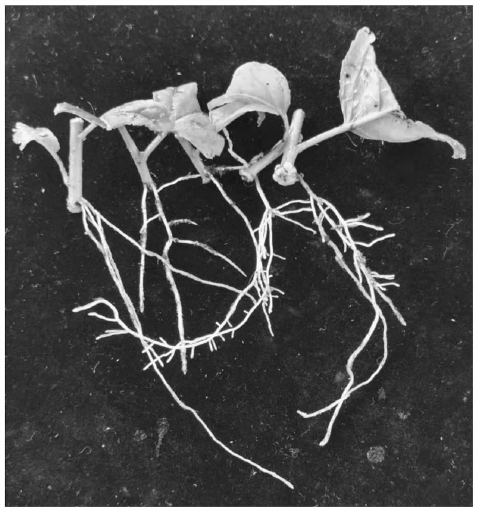 A low-cost, rapid micro-propagation method for excellent seedlings of Eucommia ulmoides