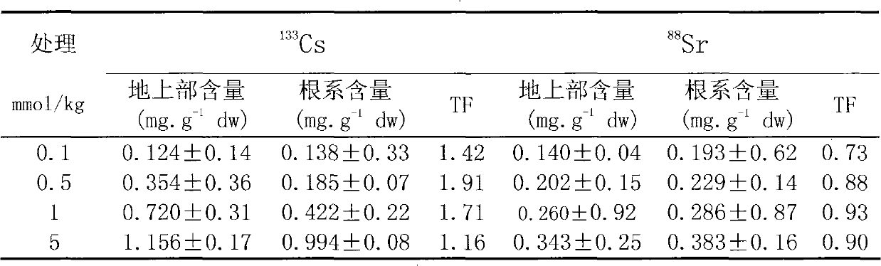 Method for restoring and treating caesium and/or strontium polluted soil by using red spinach