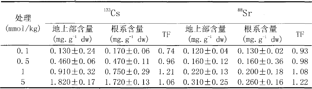 Method for restoring and treating caesium and/or strontium polluted soil by using red spinach