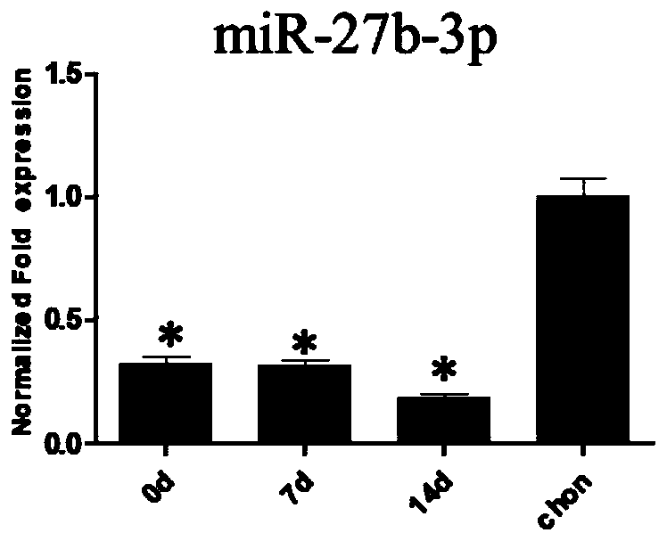 Application of miR-27 or analog thereof to in vitro restraining of differentiation of mesenchymal stem cells to hypertrophic chondrocyte