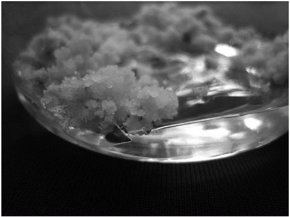 Medicinal wild rice embryo rescue rapid progeny propagation culture medium and method