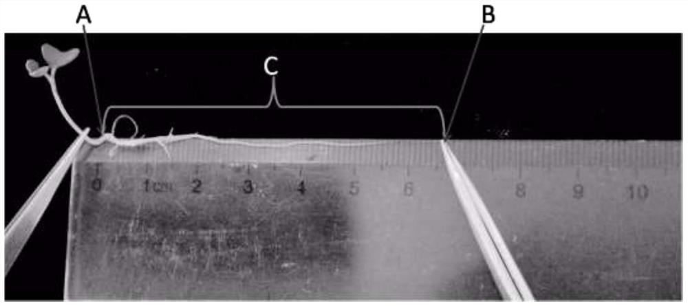 A simple, rapid and high-throughput screening method for Brassica plants with low accumulation of heavy metal cadmium