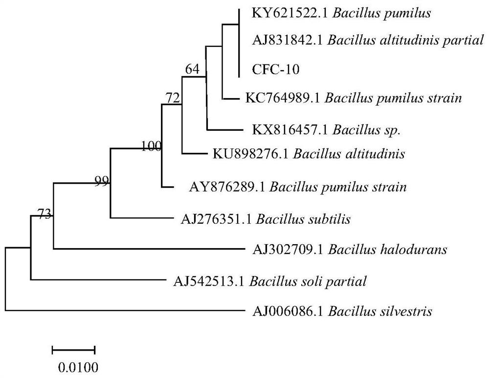 A strain of Bacillus amyloliquefaciens and its application in the control of anthracnose of camellia oleifera
