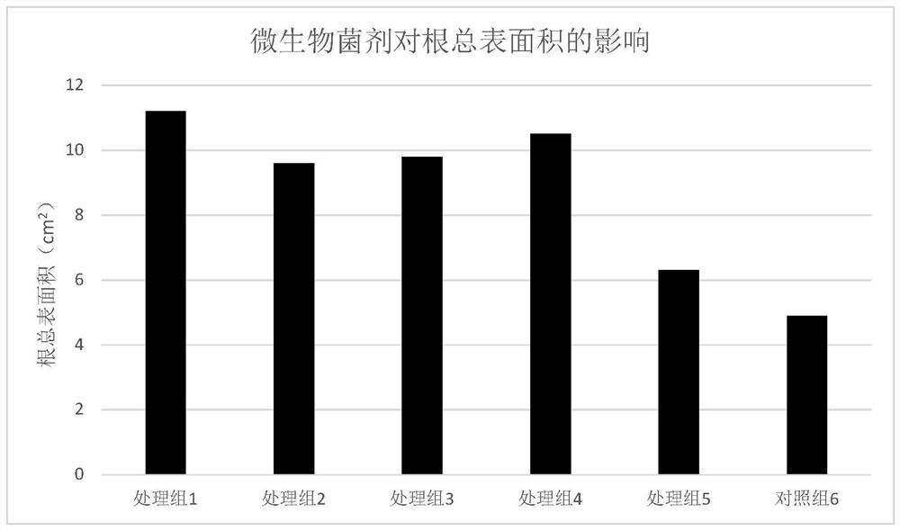 Microbial agent suitable for dendrobium wilt and application of microbial agent