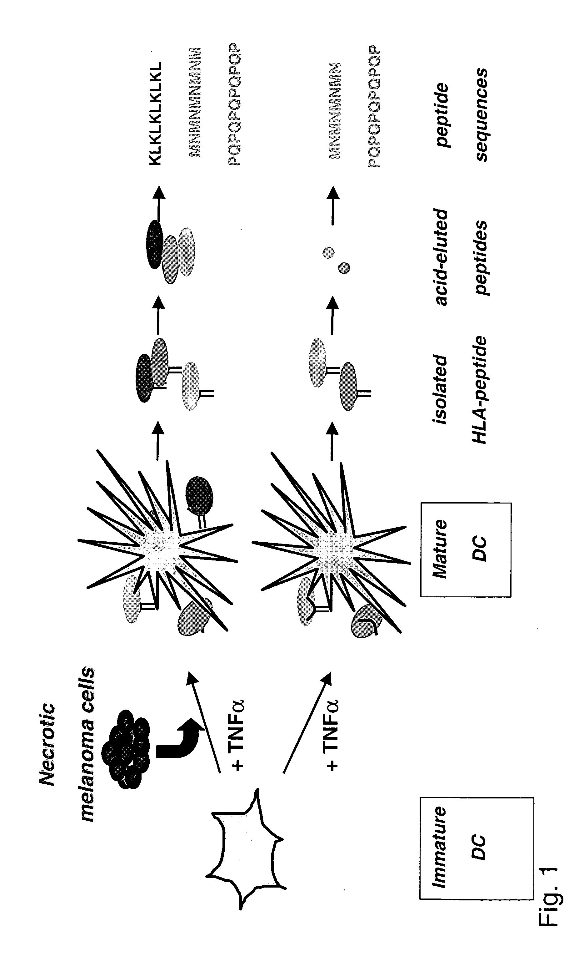 Novel MHC II associated peptides