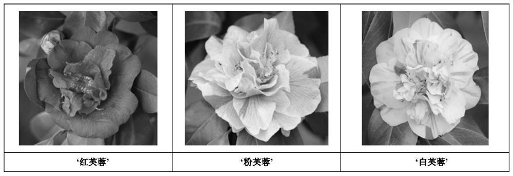 A kind of method for identifying the variety of camellia flower color bud change