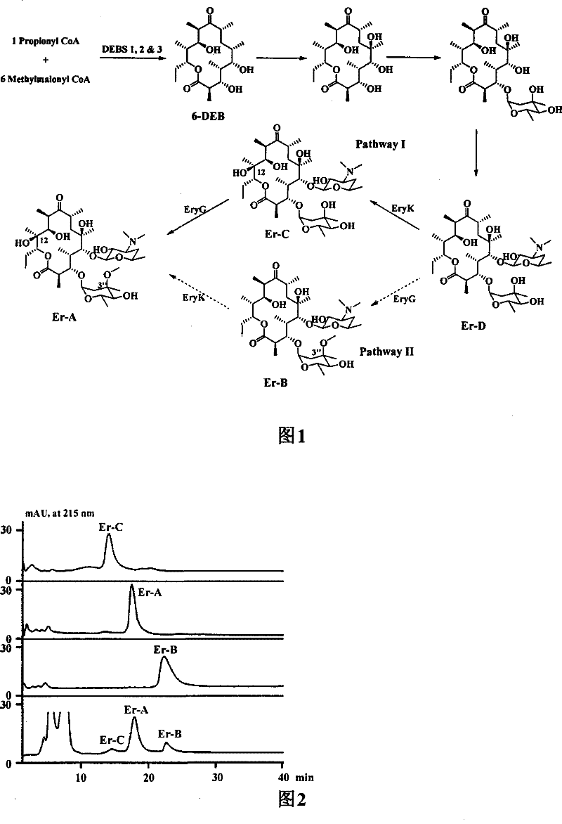 Bacterial for optimizing abomacetin fermentation component, construction method and use