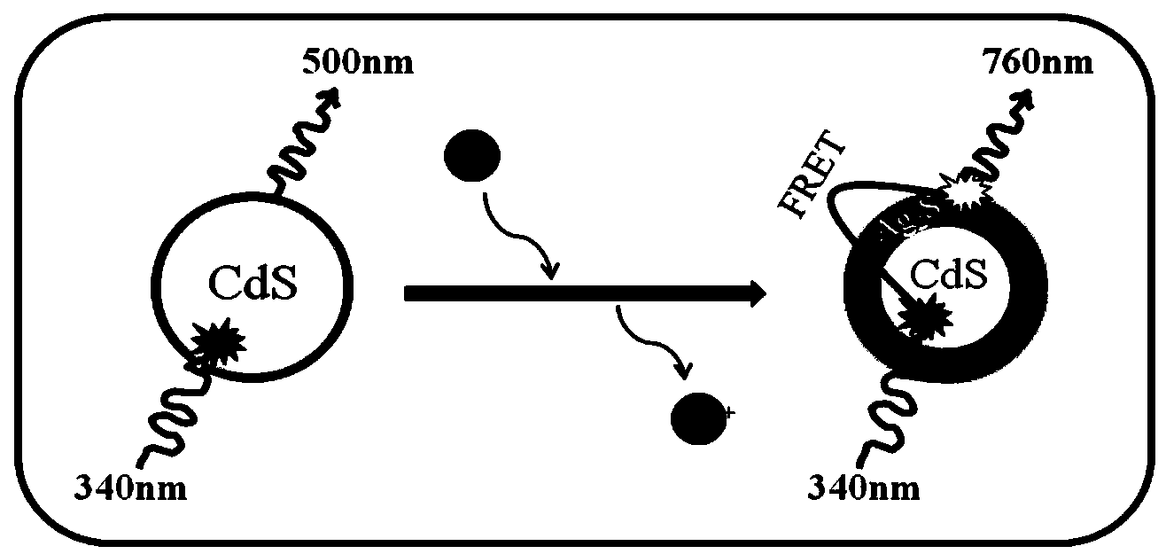 Method for preparing water-soluble CdS-Ag2S quantum dot with fluorescent energy transfer