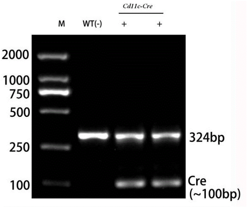 Method for cultivating hybridized mouse with Myd88 molecule selectively-knocked-out dendritic cells