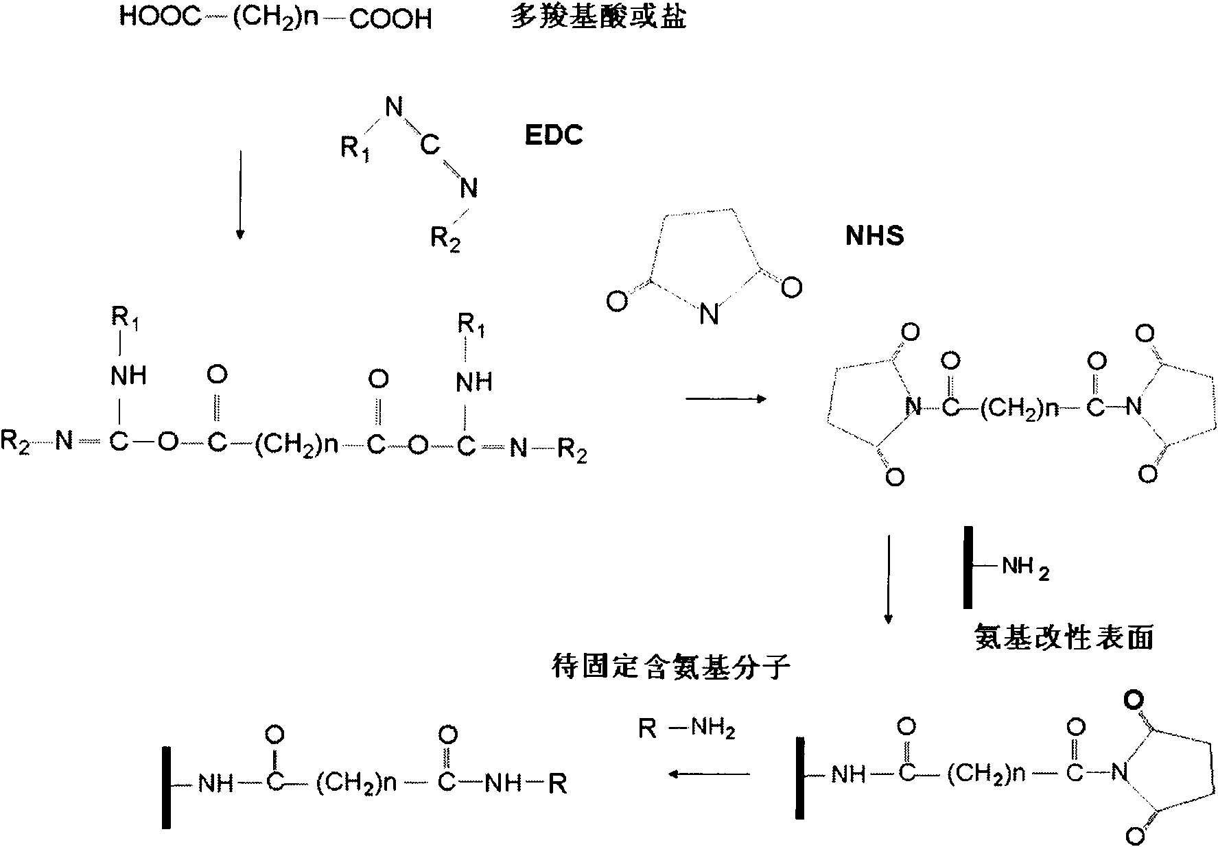 Method for quickly immobilizing proteins or amino-contained molecules on aminated surface