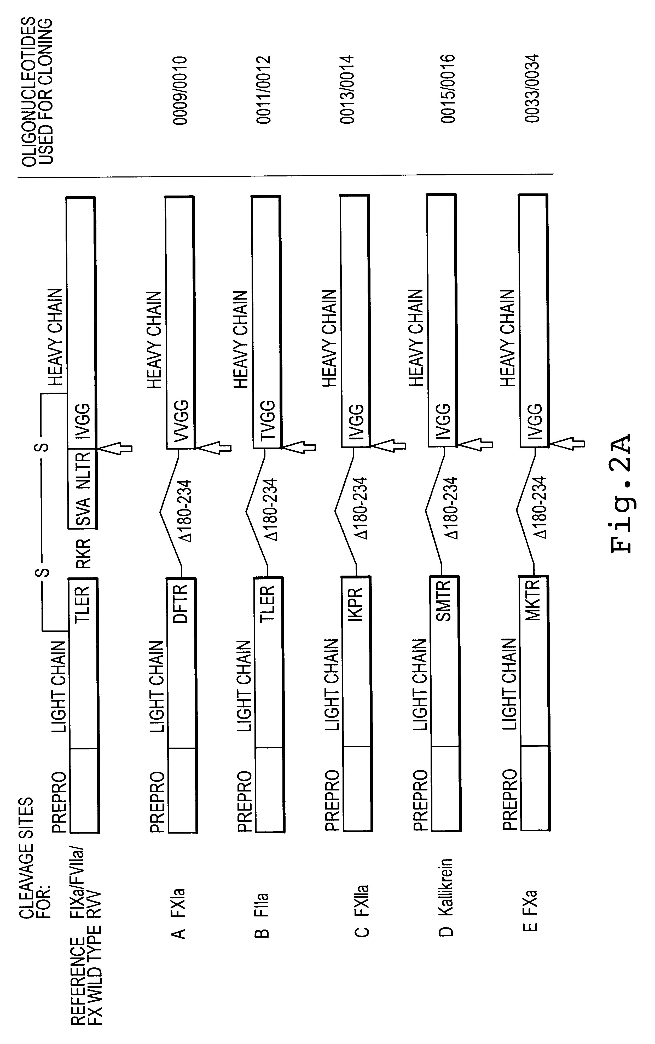 Factor X deletion mutants and analogues thereof