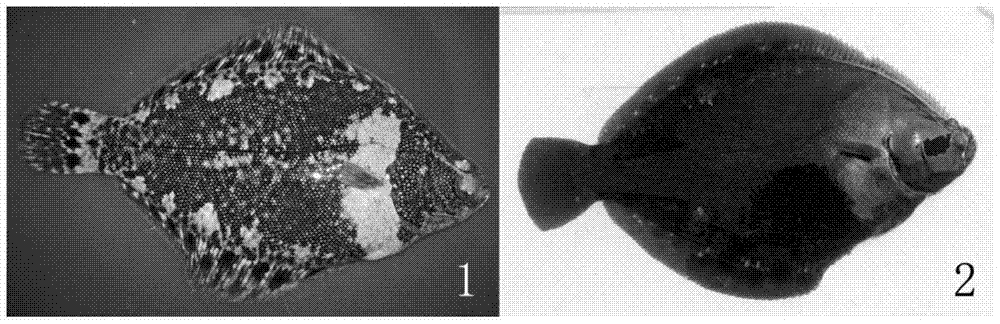 A method for body color control of adult flounder