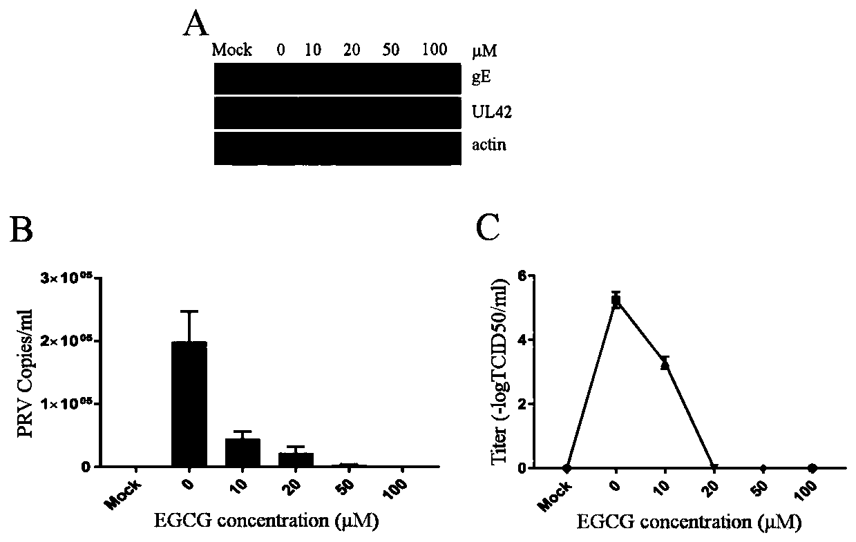Application of EGCG in preparation of preparation for preventing and/or treating PRV infection and preparation for preventing and/or treating PRV infection