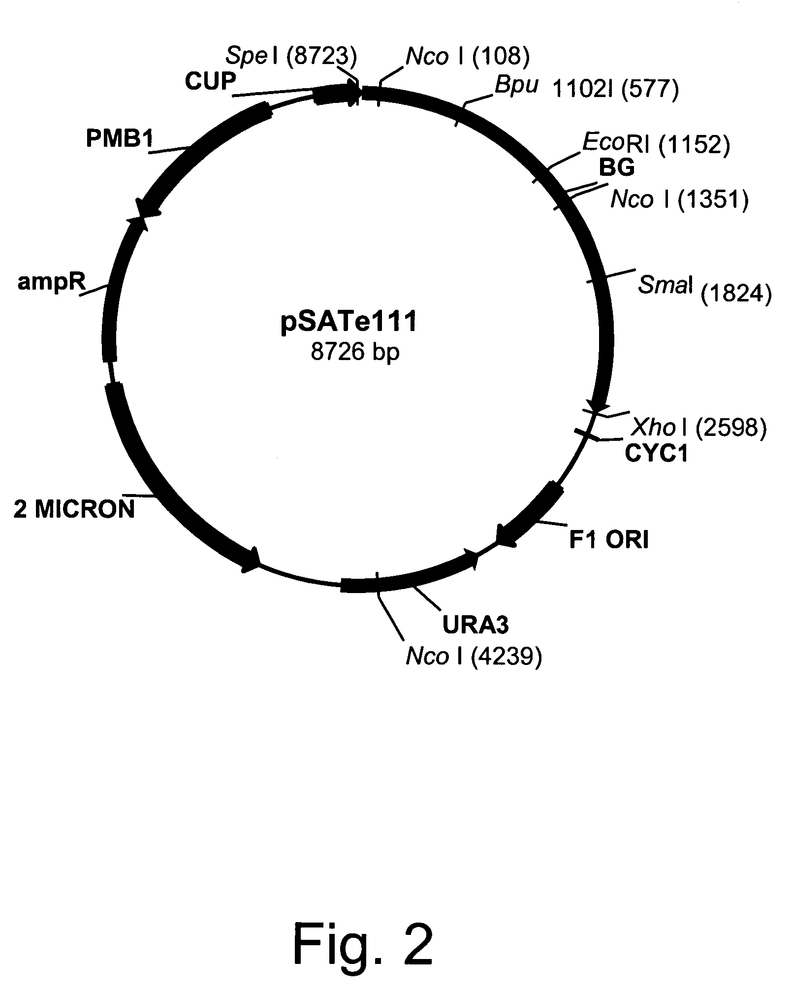 Variants of beta-glucosidases