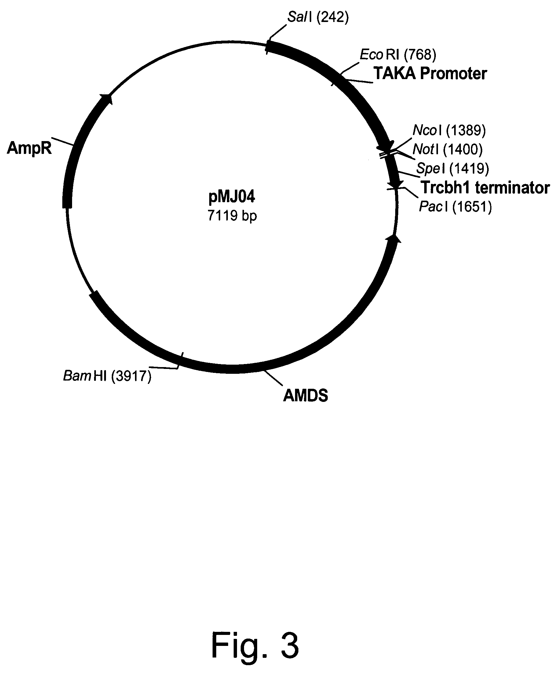 Variants of beta-glucosidases