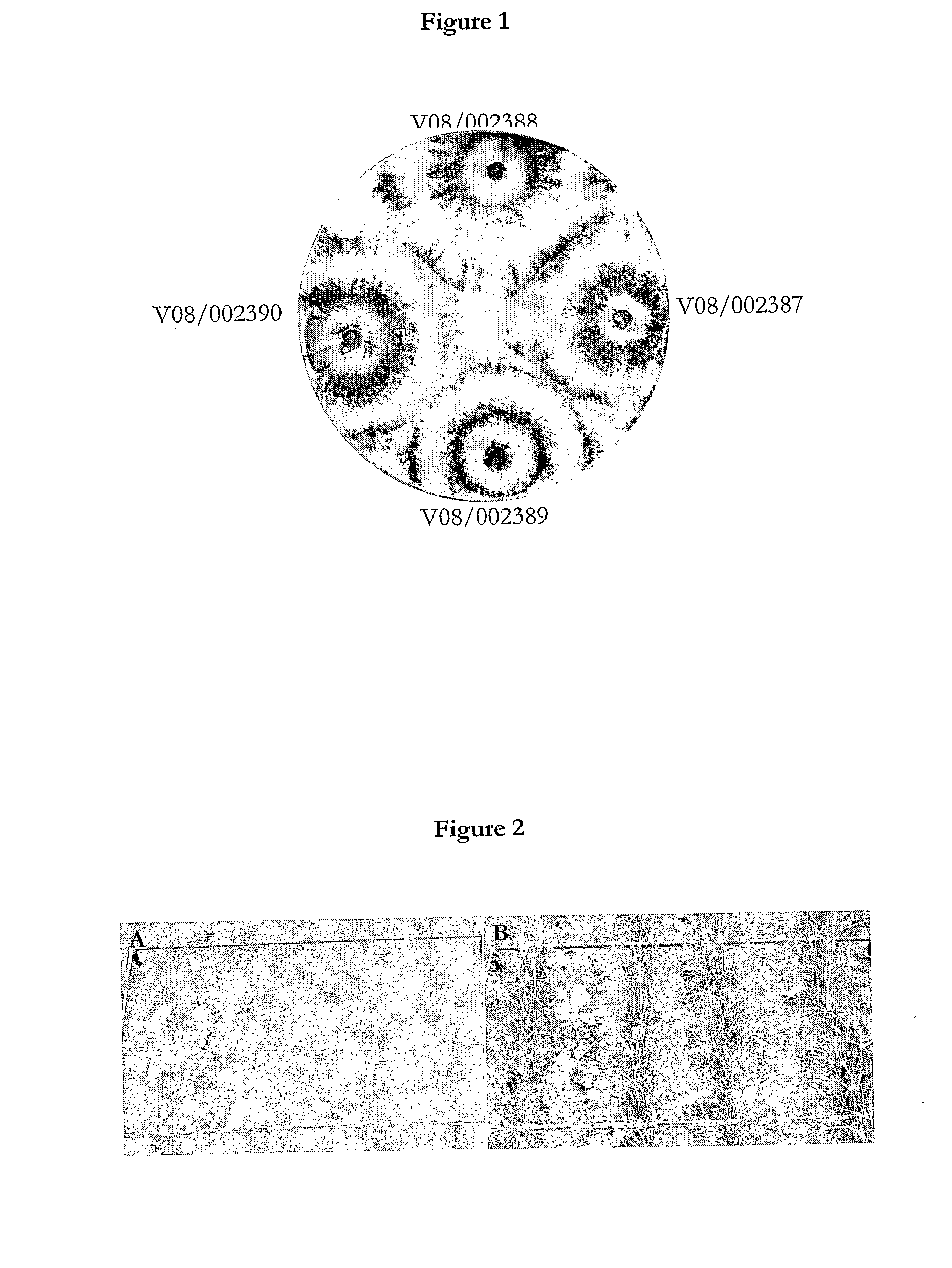 Methods and compositions comprising <i>Trichoderma atroviride </i>for the biological control of soil borne plant pathogens and promoting plant growth