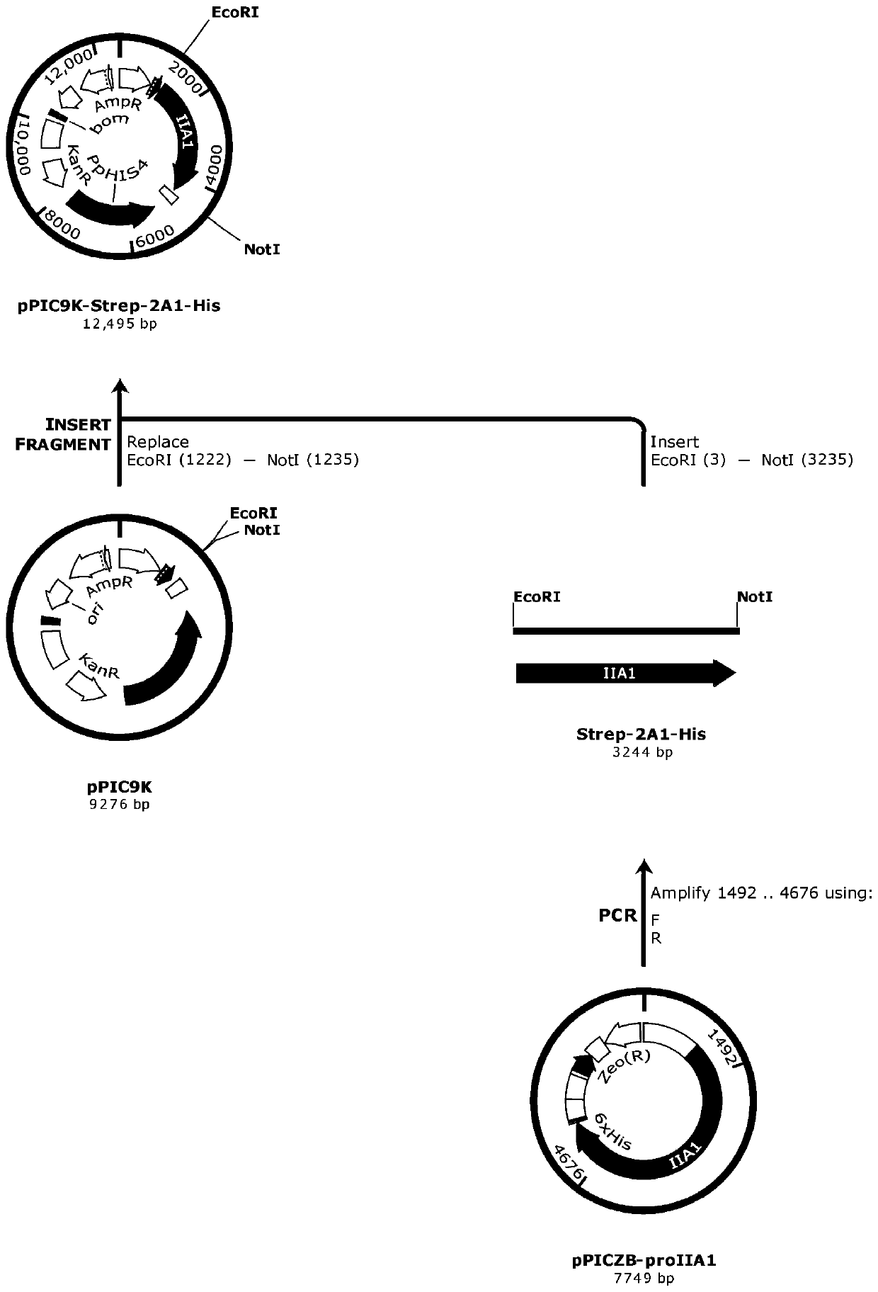 Method for producing recombinant human type II collagen single chain by Pichia pastoris