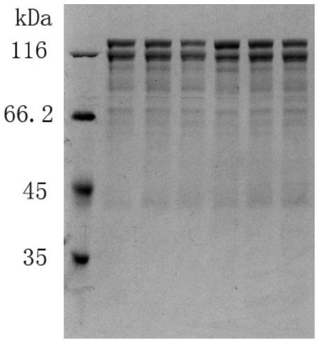 Method for producing recombinant human type II collagen single chain by Pichia pastoris