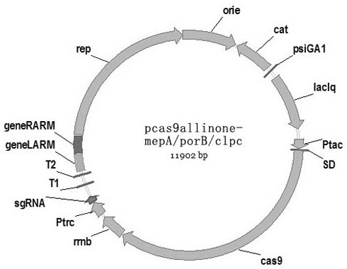 A kind of recombinant Corynebacterium glutamicum, its preparation method and application