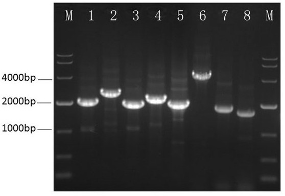 A kind of recombinant Corynebacterium glutamicum, its preparation method and application